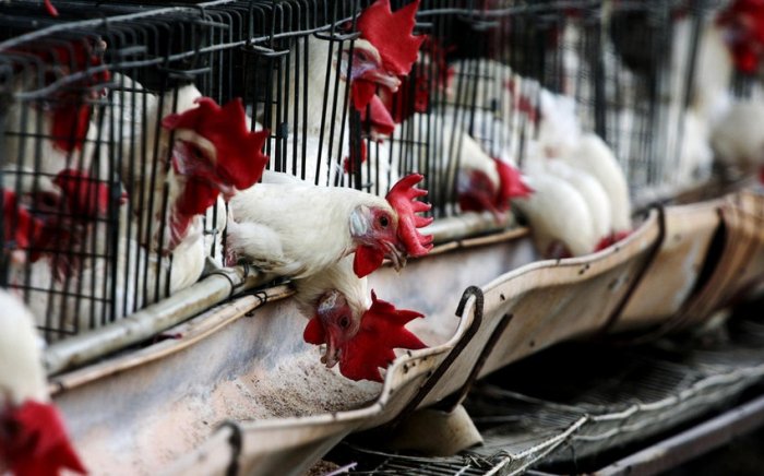   Azerbaijan restricts import of poultry products from two more countries  