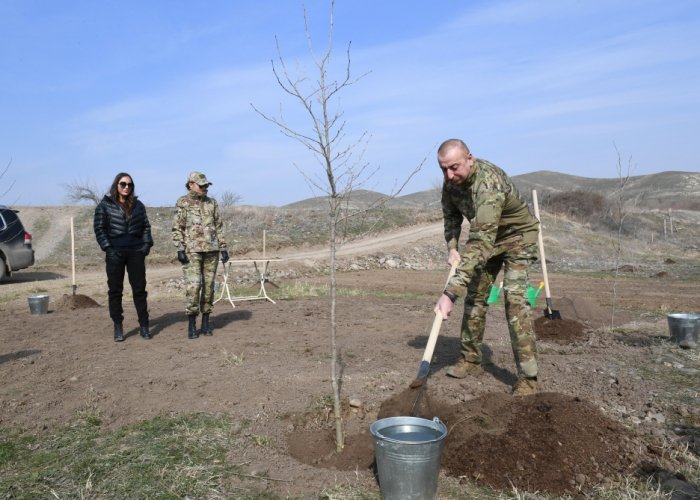  President Ilham Aliyev plants plane trees in Zangilan -  PHOTOS  