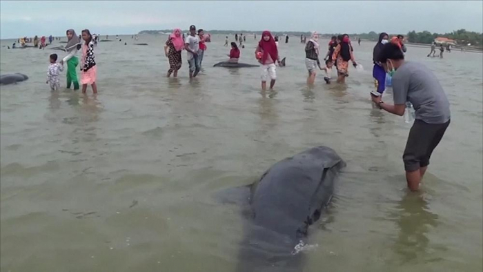  Only 3 out of 45 whales survive after stranding in Java -  NO COMMENT  