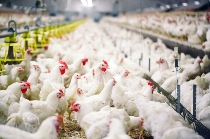 Azerbaijan limits import of poultry meat from India, Wales, and Germany
