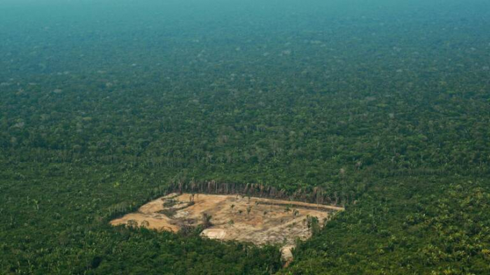 Amazonie: des parcelles protégées mises en vente illégalement sur Facebook