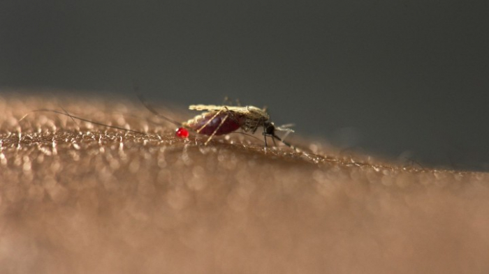 WHO stuft El Salvador als frei von Malaria ein