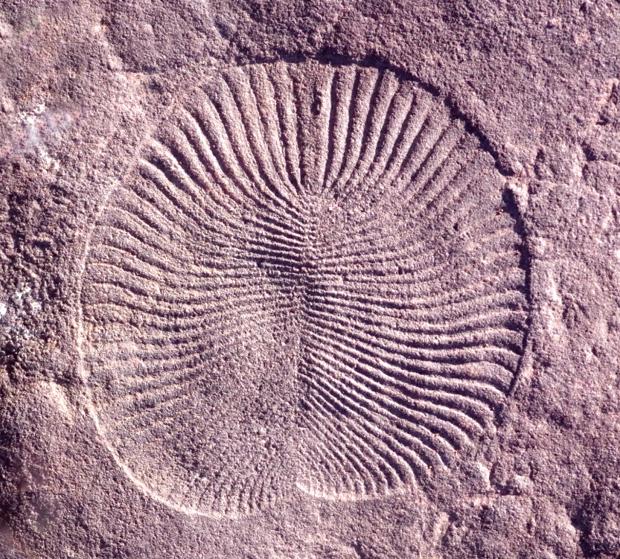 Hallan sorprendentes semejanzas entre los humanos y unas extrañas criaturas de hace 500 millones de años