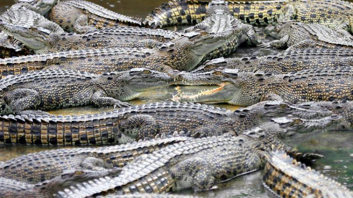 Luxuskonzerne investieren in Krokodilfarmen