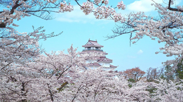  Japanese enjoy sweeping cherry blossom in spring sunshine -  NO COMMENT  