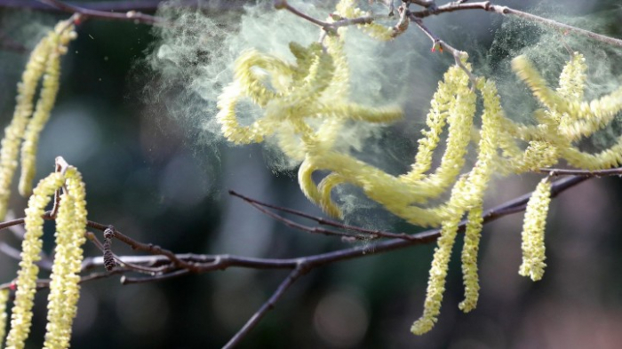 Mehr Pollen in der Luft – mehr Corona-Infektionen