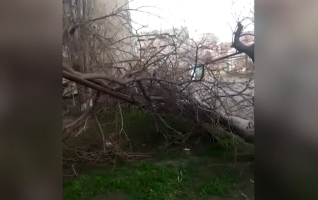 Sumqayıtda külək ağacı qaz borusunun üzərinə aşırdı