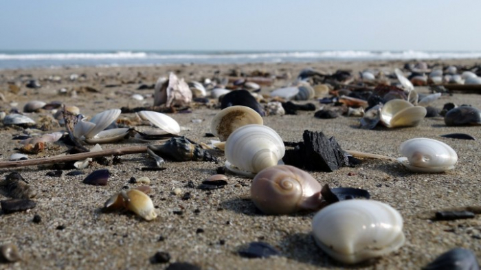 Milliardenschäden durch eingewanderte Arten in Wasser-Ökosysteme