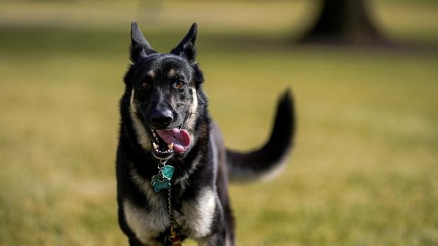 Uno de los perros de Biden vuelve a morder a una persona en la Casa Blanca