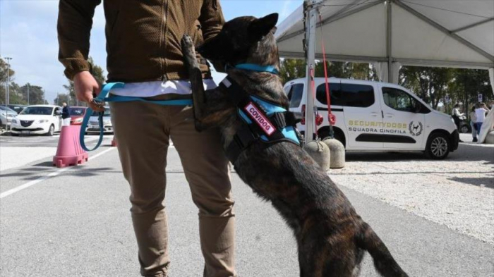 Perros detectan el coronavirus en Roma