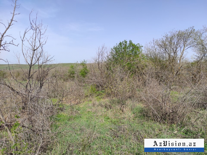  El bosque de roble de Araz destruido por los armenios en el distrito de Zangilan-  Fotos  