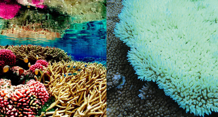 Nasa scientists discover unlikely tool as soaring temperatures bleach corals