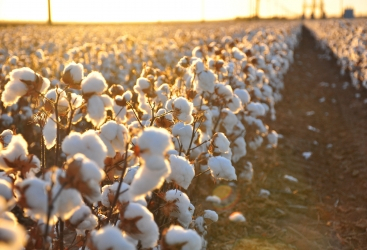 Se crearán variedades de algodón resistentes al medio ambiente en Azerbaiyán