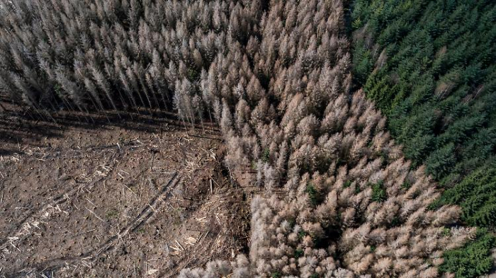 Deutschlands Wald leidet zunehmend unter Klimawandel