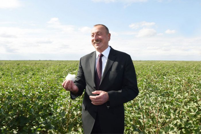   President Ilham Aliyev views cotton sowing process in Hajigabul district  