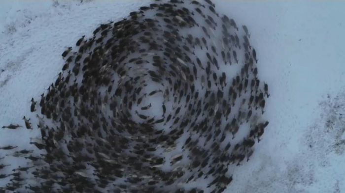 Russian Reindeer circle dance captured by drone camera -  NO COMMENT  