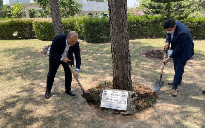   Von Heydar Aliyev in Pakistan gepflanzte Bäume wurden gepflegt   - FOTOS    