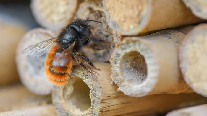   "Nutztier-Biene" hat 560 bedrohte Verwandte  