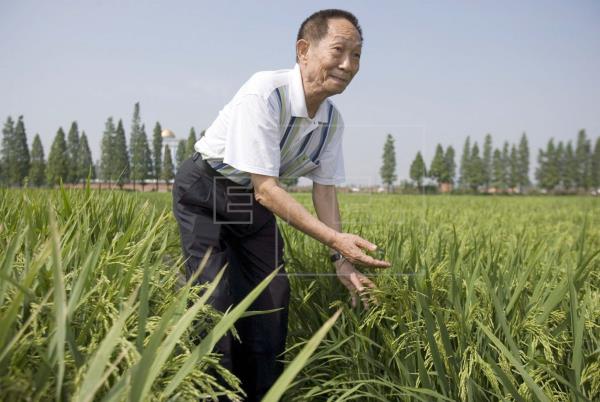 Muere el científico chino Yuan Longping, el "padre del arroz híbrido"