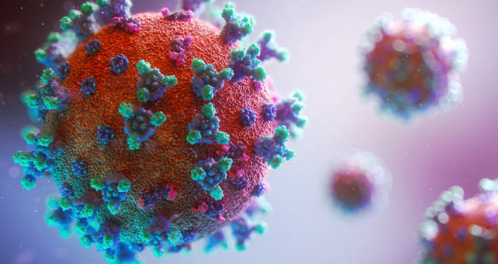   Coronavirus:   les anticorps persistent «jusqu