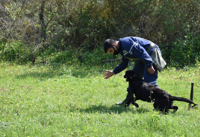   Türkei übergibt 10 Minensuchhunde an das Ministerium für Notsituationen Aserbaidschans -   VIDEO    
