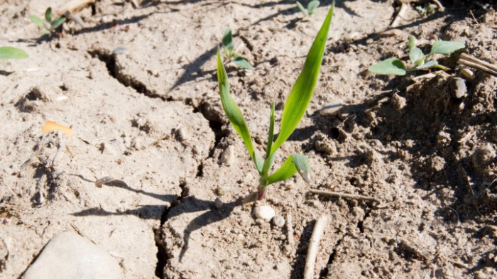 Klimawandel macht neue Nutzpflanzen-Sorten notwendig