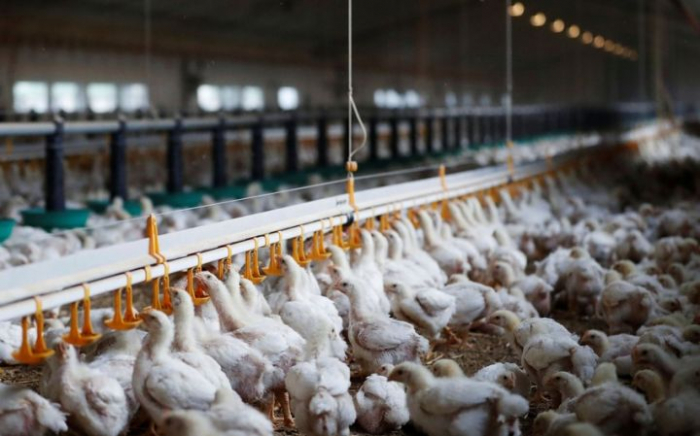 Azerbaijan restricts import of poultry from Germany