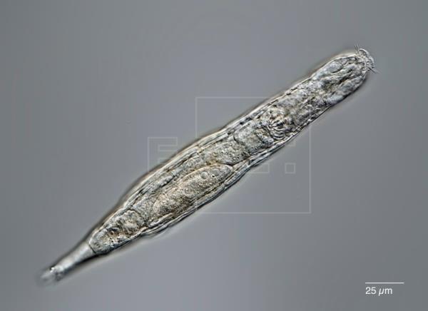 Un animal microscópico sobrevive tras 24.000 años en estado congelado