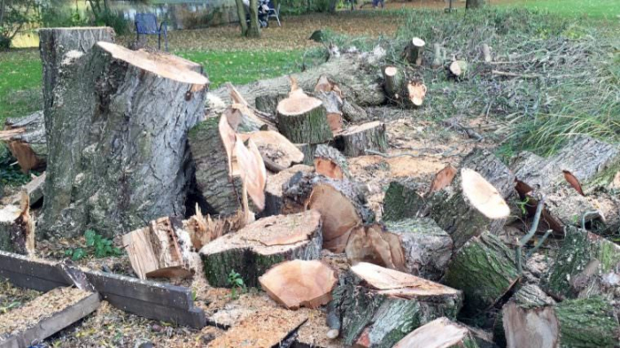  In Latschin wurden illegale Bäume im Wert von 1,511 Millionen Manat gefällt 