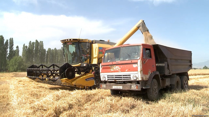 Azerbaijan continues wheat harvesting in villages of Tartar near liberated lands
