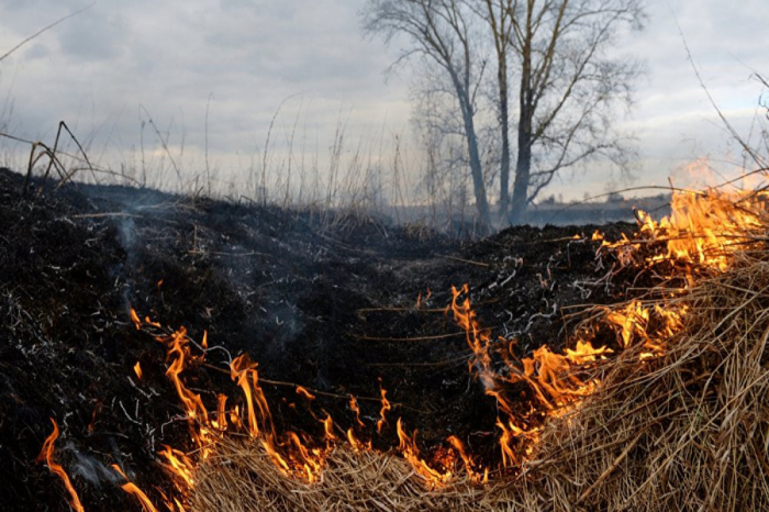 Mined forest strip burning in Azerbaijan