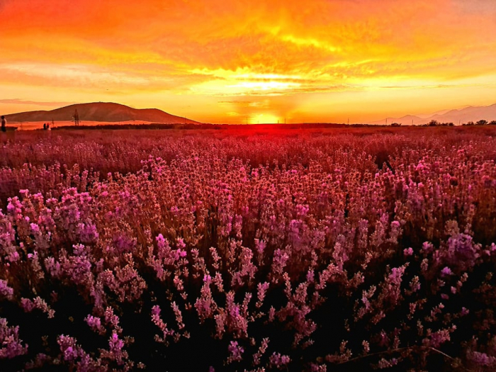   Qəbələdəki Fransa:  Daxili turizmdən lavanda ətri gələcək -  FOTOLAR  