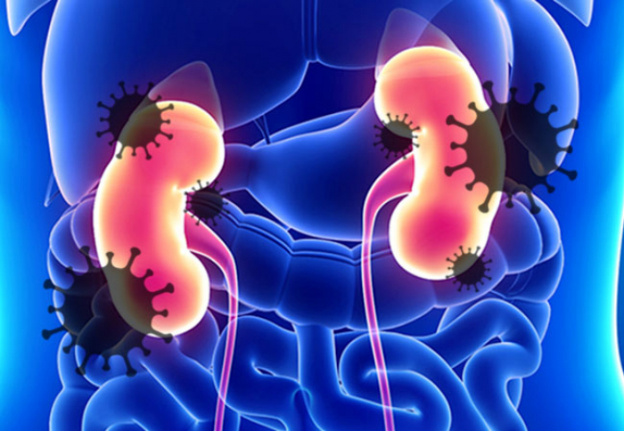 New research unveils the effects of COVID-19 on human kidney cells