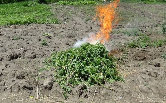 Şabranda yabanı halda bitən çətənə kolları məhv edilib  
