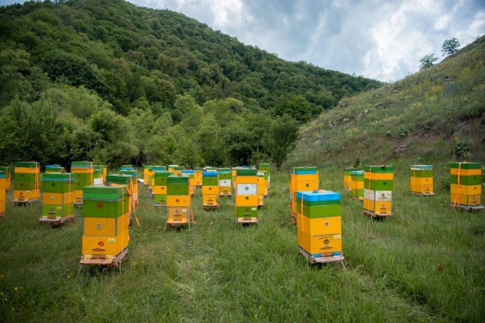 Thousands of beekeeping farms moving to Azerbaijan