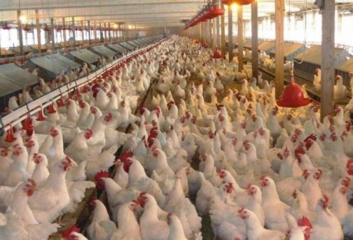   Aserbaidschan begrenzt den Import von Geflügelfleisch aus Vietnam  