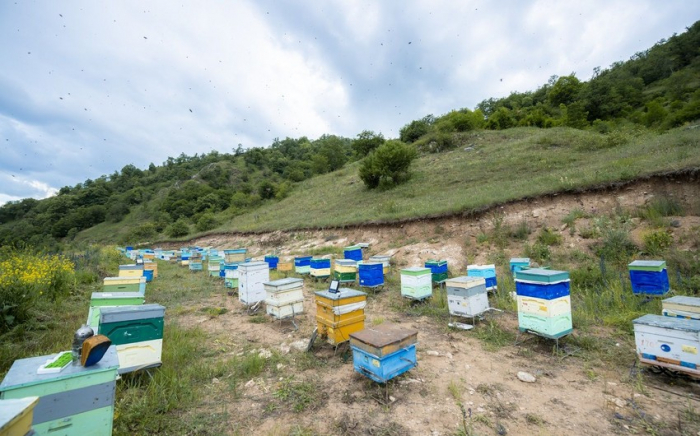 Kəlbəcər yaylaqlarına daha 2 500 arı ailəsi köçürülür