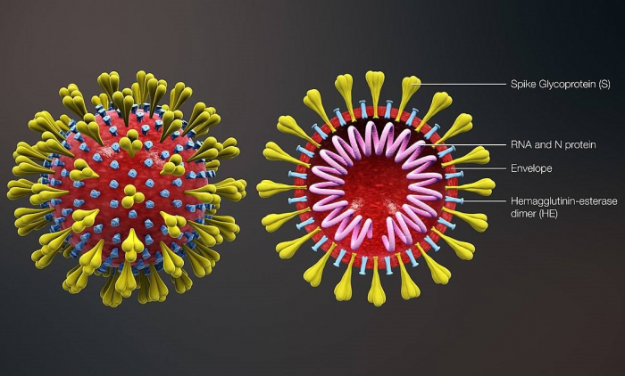    4 aya koronavirusun 22 yeni mutasiyası yaranacaq    - Riyazi proqnoz      