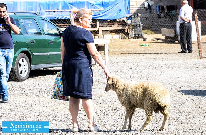    Qurbanlıq heyvanların satışı və kəsimi yerləri -    SİYAHI      