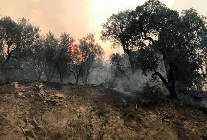   Azerbaijan MFA extends condolences to Alergia over deadly forest fires  