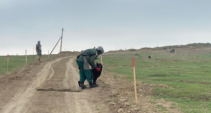 US Marshall Legacy Institute sends mine detection dogs to Azerbaijan