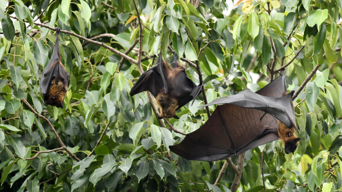 ¿Qué se sabe del virus Nipah, que tiene una tasa de letalidad de hasta un 75%, y todavía no cuenta con un tratamiento?