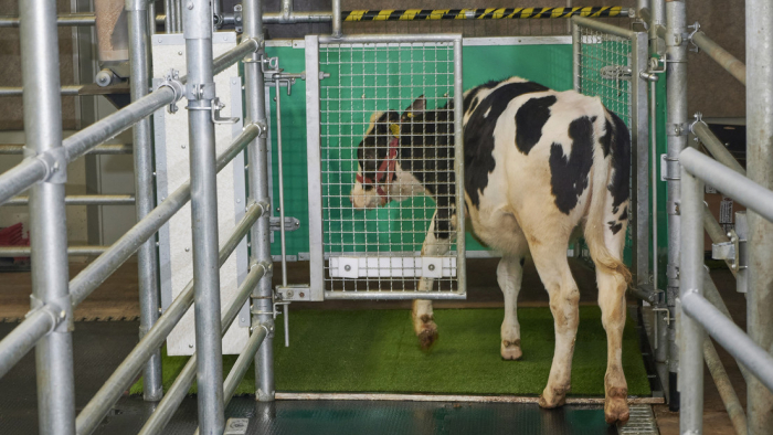 ¿Vacas que orinan como gatas?: en Alemania enseñan al ganado a 