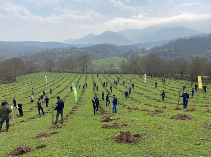 More than 58,000 trees planted in over 70 cities and regions of Azerbaijan on Remembrance Day