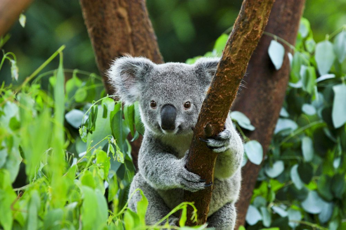 Koalalar son üç ildə 30% azalıb