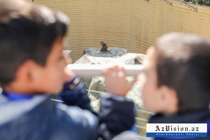   Children of martyrs become first visitors of Baku Zoo after reconstruction -   PHOTOS    