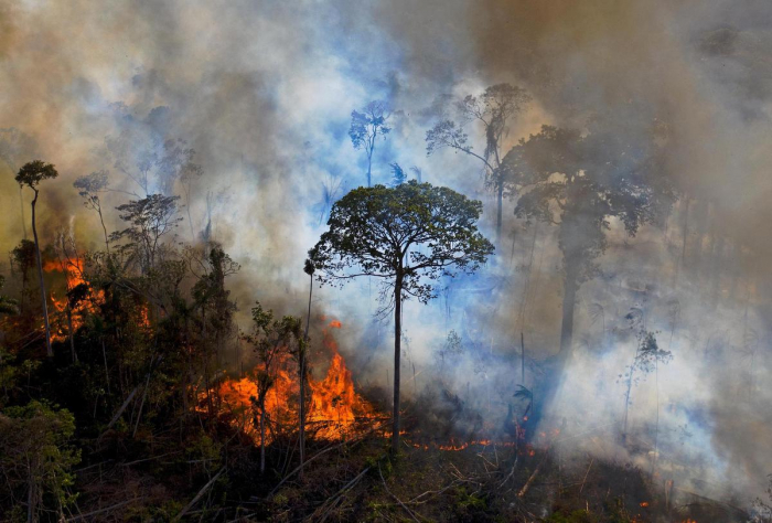 COP26: un accord international pour enrayer la déforestation d