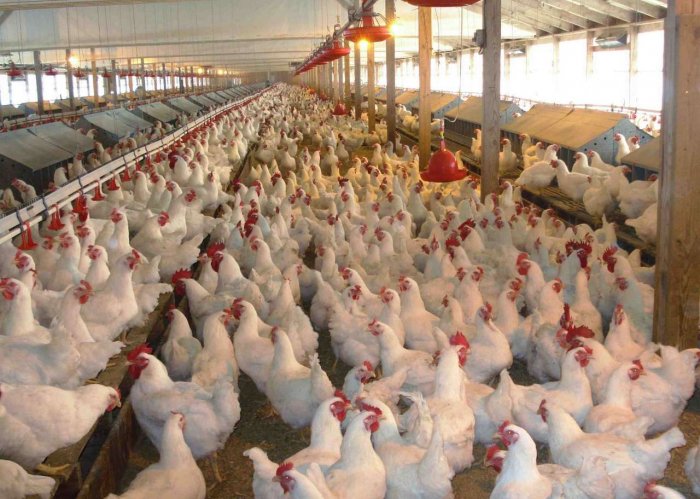 Altı ölkədən quşçuluq məhsullarının idxalı məhdudlaşdırılıb