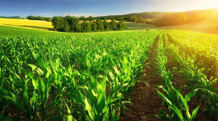 Azerbaijan unveils strategic plan for development of agrarian sector in liberated lands