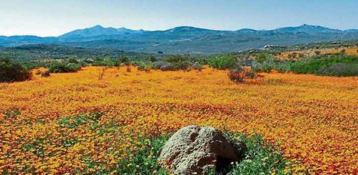 El cambio climático amenaza un fenómeno de floración único en Sudáfrica